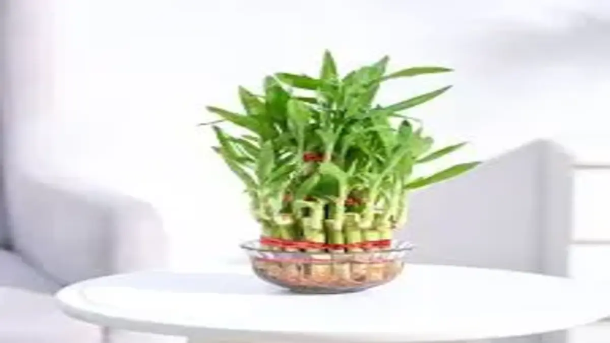 Bamboo plant